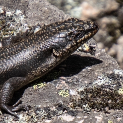 Egernia saxatilis intermedia (Black Rock Skink) at Cotter River, ACT - 10 Nov 2023 by SWishart