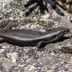 Egernia saxatilis intermedia at Namadgi National Park - 10 Nov 2023