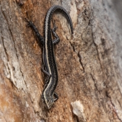 Pseudemoia spenceri (Spencer's Skink) at Cotter River, ACT - 10 Nov 2023 by SWishart