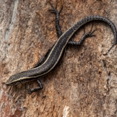 Pseudemoia spenceri at Namadgi National Park - 10 Nov 2023