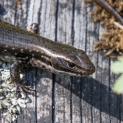 Eulamprus tympanum (Southern Water Skink) at Paddys River, ACT - 10 Nov 2023 by SWishart