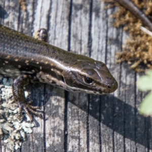 Eulamprus tympanum at Gibraltar Pines - 10 Nov 2023