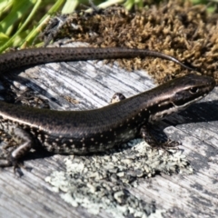 Eulamprus tympanum at Gibraltar Pines - 10 Nov 2023