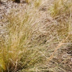 Nassella trichotoma at Canberra Central, ACT - 13 Nov 2023