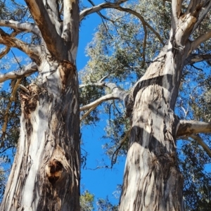 Eucalyptus melliodora at Canberra Central, ACT - 13 Nov 2023