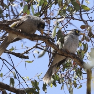 Manorina melanocephala at Hawker, ACT - 3 Nov 2023 12:48 PM