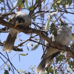 Manorina melanocephala at Hawker, ACT - 3 Nov 2023 12:48 PM