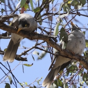 Manorina melanocephala at Hawker, ACT - 3 Nov 2023 12:48 PM