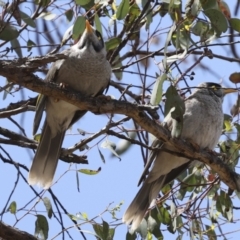 Manorina melanocephala at Hawker, ACT - 3 Nov 2023 12:48 PM