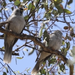 Manorina melanocephala at Hawker, ACT - 3 Nov 2023