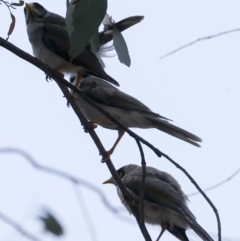 Manorina melanocephala at Hawker, ACT - 3 Nov 2023