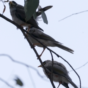 Manorina melanocephala at Hawker, ACT - 3 Nov 2023 12:48 PM