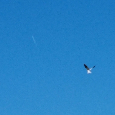 Elanus axillaris (Black-shouldered Kite) at Burra, NSW - 13 Nov 2023 by Shairlyn