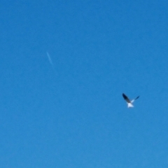 Elanus axillaris (Black-shouldered Kite) at Burra, NSW - 13 Nov 2023 by Shairlyn