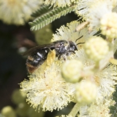Lipotriches (Austronomia) ferricauda (Halictid bee) at The Pinnacle - 3 Nov 2023 by AlisonMilton