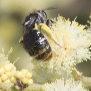 Lipotriches (Austronomia) ferricauda at The Pinnacle - 3 Nov 2023 11:49 AM