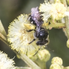 Lipotriches (Austronomia) ferricauda at The Pinnacle - 3 Nov 2023 11:49 AM