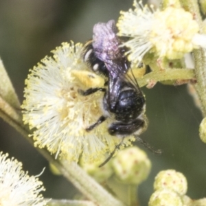 Lipotriches (Austronomia) ferricauda at The Pinnacle - 3 Nov 2023