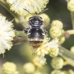 Lipotriches (Austronomia) ferricauda at The Pinnacle - 3 Nov 2023 11:49 AM