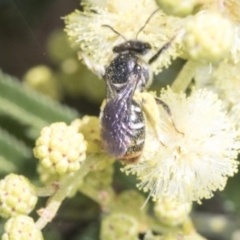 Lipotriches (Austronomia) ferricauda at The Pinnacle - 3 Nov 2023 11:49 AM