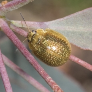 Paropsisterna cloelia at The Pinnacle - 3 Nov 2023