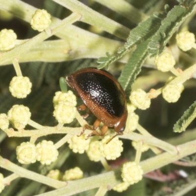 Dicranosterna immaculata (Acacia leaf beetle) at Belconnen, ACT - 3 Nov 2023 by AlisonMilton