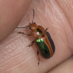 Calomela curtisi (Acacia leaf beetle) at Hawker, ACT - 3 Nov 2023 by AlisonMilton