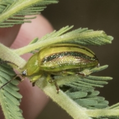 Calomela juncta (Leaf beetle) at The Pinnacle - 3 Nov 2023 by AlisonMilton