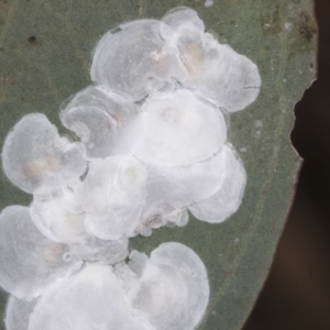 Lasiopsylla sp. (genus) at The Pinnacle - 3 Nov 2023