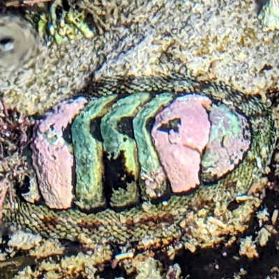 Sypharochiton pelliserpentis (Snakeskin Chiton) at The Blue Pool, Bermagui - 12 Nov 2023 by HelenCross