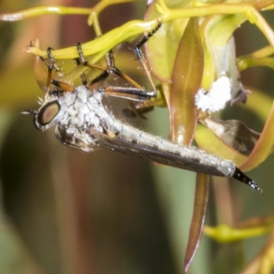 Unidentified Robber fly (Asilidae) at Belconnen, ACT - 3 Nov 2023 by AlisonMilton