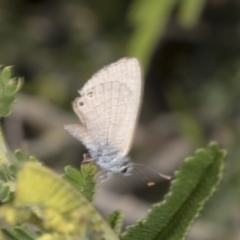 Nacaduba biocellata (Two-spotted Line-Blue) at Belconnen, ACT - 3 Nov 2023 by AlisonMilton