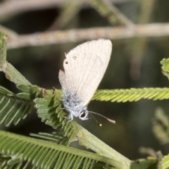 Nacaduba biocellata at The Pinnacle - 3 Nov 2023