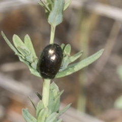 Chrysolina quadrigemina (Greater St Johns Wort beetle) at Belconnen, ACT - 3 Nov 2023 by AlisonMilton