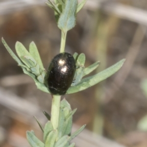 Chrysolina quadrigemina at The Pinnacle - 3 Nov 2023