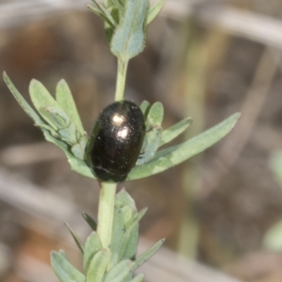 Chrysolina quadrigemina (Greater St Johns Wort beetle) at Belconnen, ACT - 3 Nov 2023 by AlisonMilton