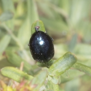 Chrysolina quadrigemina at The Pinnacle - 3 Nov 2023