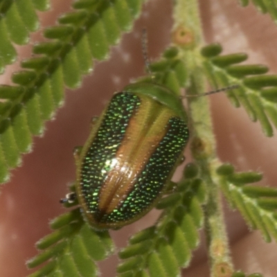 Calomela parilis (Leaf beetle) at Belconnen, ACT - 3 Nov 2023 by AlisonMilton