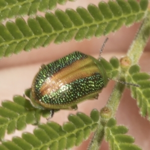 Calomela parilis at The Pinnacle - 3 Nov 2023 12:02 PM