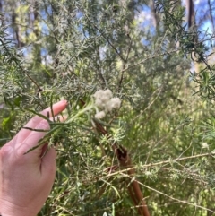 Cassinia aculeata subsp. aculeata (Dolly Bush, Common Cassinia, Dogwood) at Yarra Ranges National Park - 12 Nov 2023 by courtneyb