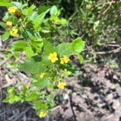 Goodenia ovata (Hop Goodenia) at Toolangi, VIC - 12 Nov 2023 by courtneyb