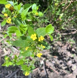 Goodenia ovata at Yarra Ranges National Park - 12 Nov 2023