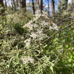 Olearia lirata (Snowy Daisybush) at Toolangi, VIC - 12 Nov 2023 by courtneyb