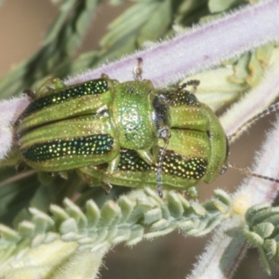 Calomela vittata (Acacia leaf beetle) at Belconnen, ACT - 3 Nov 2023 by AlisonMilton