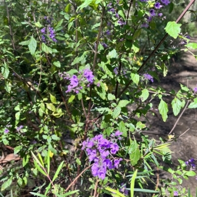 Prostanthera melissifolia (Balm Mint-bush) at Toolangi, VIC - 12 Nov 2023 by courtneyb