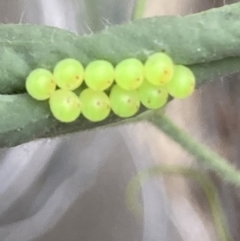 Unidentified Shield, Stink or Jewel Bug (Pentatomoidea) at Theodore, ACT - 4 Nov 2023 by Cardy