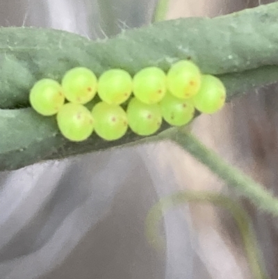 Unidentified Shield, Stink or Jewel Bug (Pentatomoidea) at Theodore, ACT - 4 Nov 2023 by Cardy