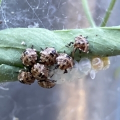 Pentatomidae (family) at Theodore, ACT - 4 Nov 2023 11:32 AM