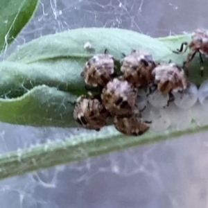 Pentatomidae (family) at Theodore, ACT - 4 Nov 2023 11:32 AM