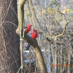 Platycercus elegans (Crimson Rosella) at Wollondilly Local Government Area - 29 Aug 2023 by bufferzone